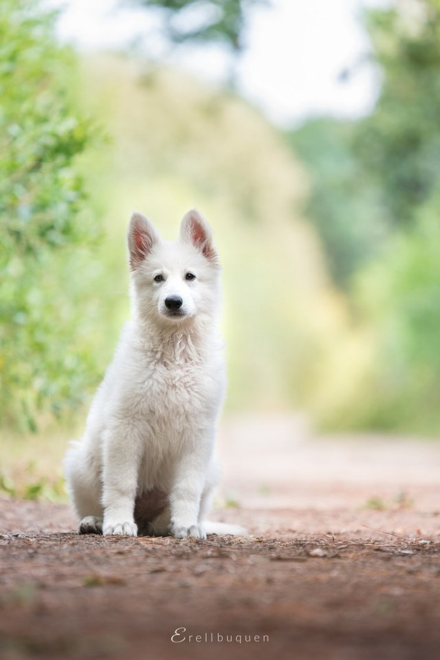 Обои собака, щенок, белая швейцарская овчарка, dog, puppy, the white swiss shepherd dog разрешение 1920x1080 Загрузить