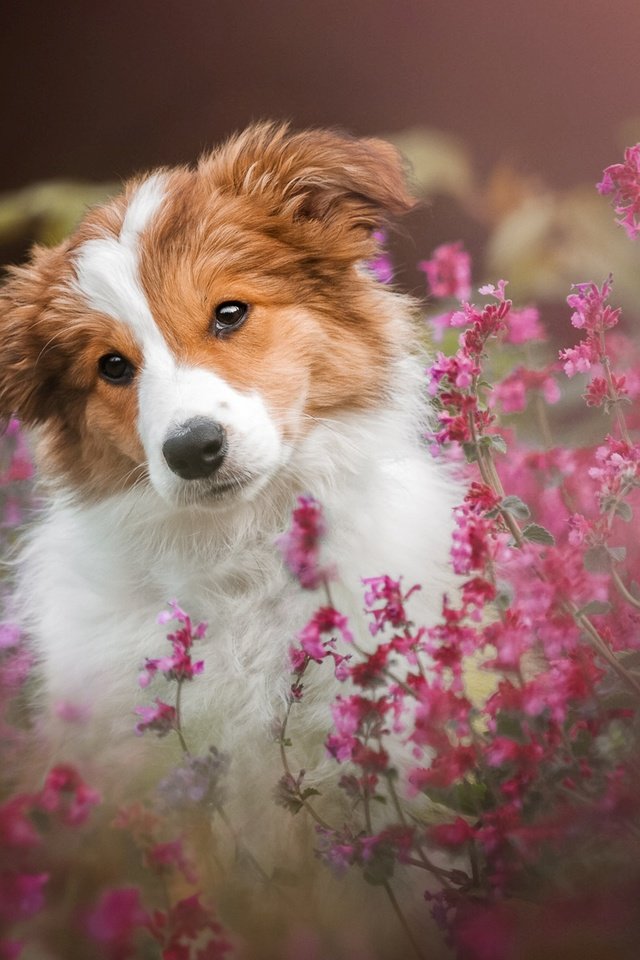 Обои цветы, мордочка, собака, щенок, flowers, muzzle, dog, puppy разрешение 1920x1200 Загрузить