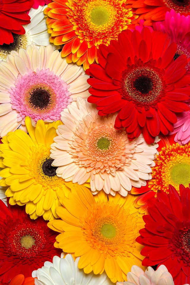 Обои цветы, лепестки, герберы, flowers, petals, gerbera разрешение 3840x2400 Загрузить