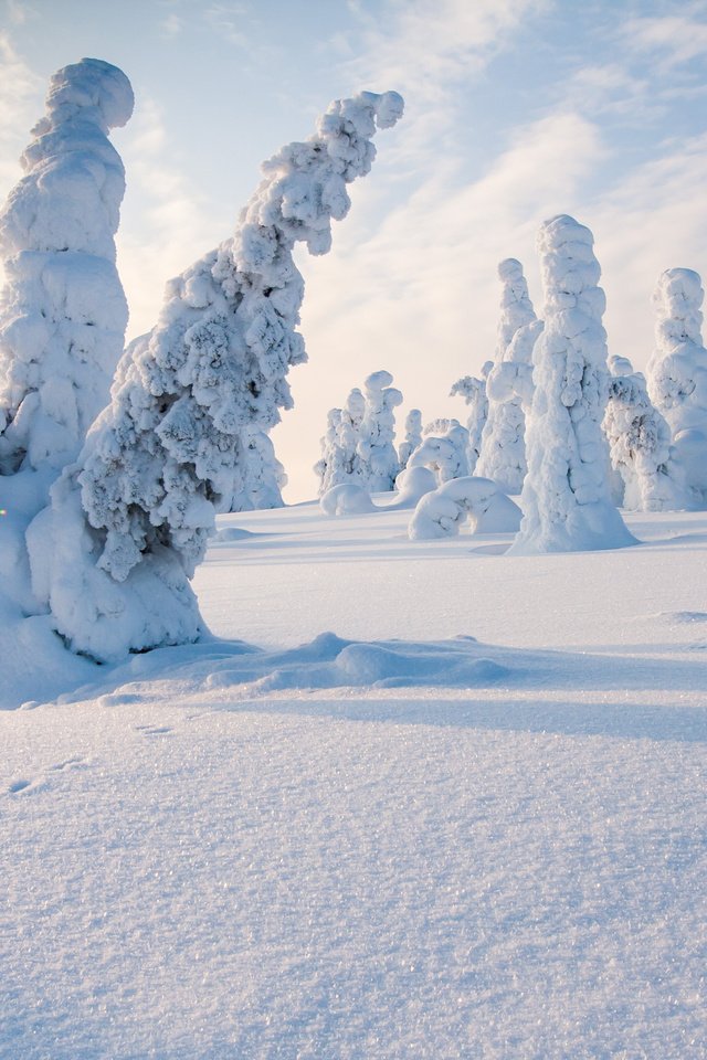 Обои деревья, снег, природа, лес, зима, следы, финляндия, steve dodkins, trees, snow, nature, forest, winter, traces, finland разрешение 3840x2400 Загрузить