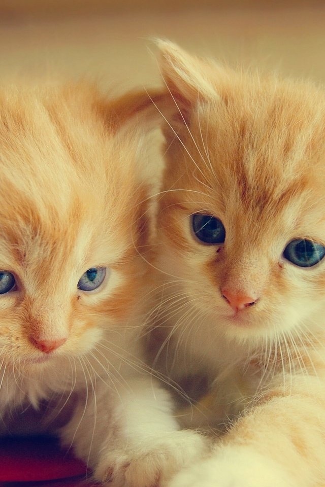 Обои усы, взгляд, коты, кошки, котята, мордочки, mustache, look, cats, kittens, faces разрешение 2560x1600 Загрузить