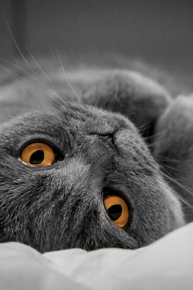 Обои кот, мордочка, усы, кошка, взгляд, британец, желтые глаза, cat, muzzle, mustache, look, british, yellow eyes разрешение 1920x1200 Загрузить