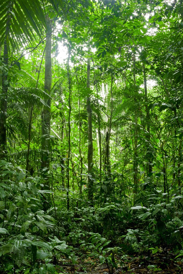 Обои природа, лес, заросли, тропический лес, nature, forest, thickets, rainforest разрешение 3840x2400 Загрузить