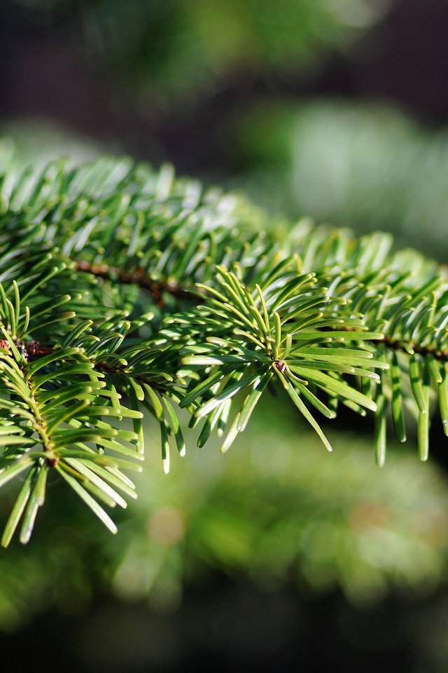 Обои елка, хвоя, макро, ветки, ель, tree, needles, macro, branches, spruce разрешение 3840x2400 Загрузить