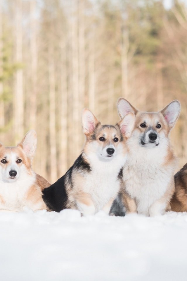 Обои снег, зима, друзья, собаки, вельш-корги, корги, пемброк, snow, winter, friends, dogs, welsh corgi, corgi, pembroke разрешение 1920x1080 Загрузить