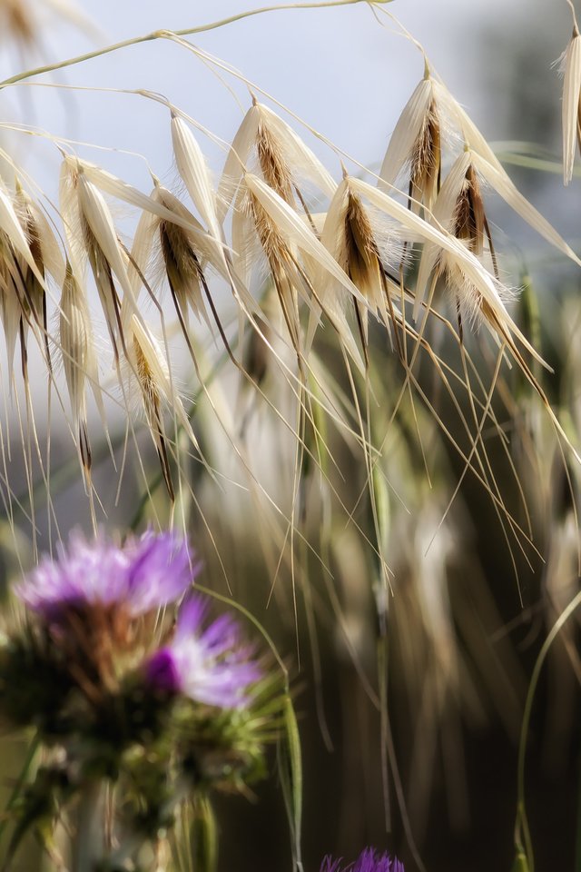 Обои цветы, трава, природа, растения, макро, колоски, чертополох, theophilos papadopoulos, flowers, grass, nature, plants, macro, spikelets, thistle разрешение 4752x3168 Загрузить