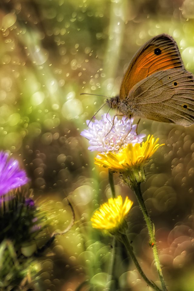 Обои цветы, насекомое, бабочка, крылья, блики, theophilos papadopoulos, flowers, insect, butterfly, wings, glare разрешение 5784x3856 Загрузить
