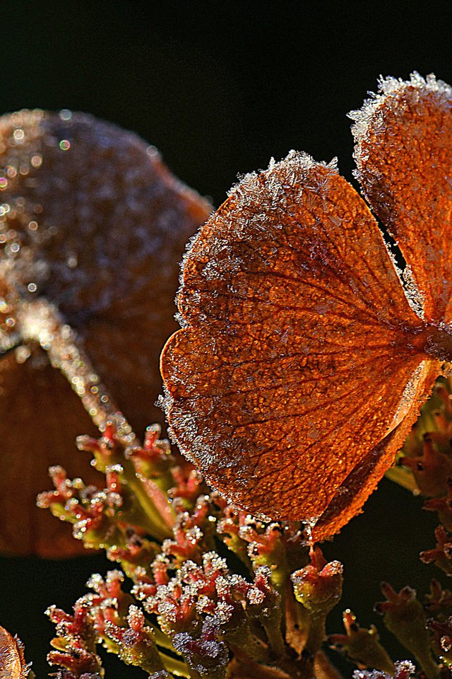 Обои природа, растения, листья, иней, черный фон, nature, plants, leaves, frost, black background разрешение 2048x1154 Загрузить