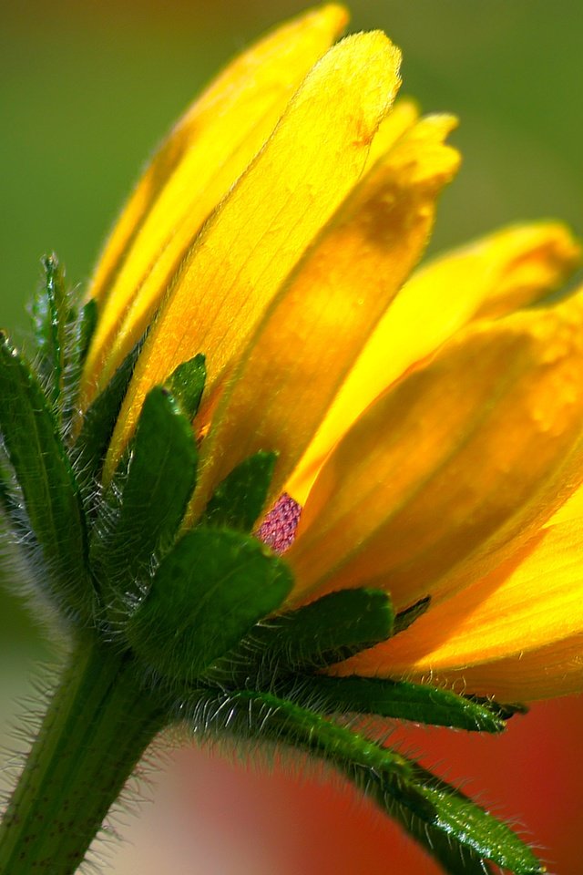 Обои желтый, макро, фон, цветок, лепестки, стебель, yellow, macro, background, flower, petals, stem разрешение 5456x3630 Загрузить