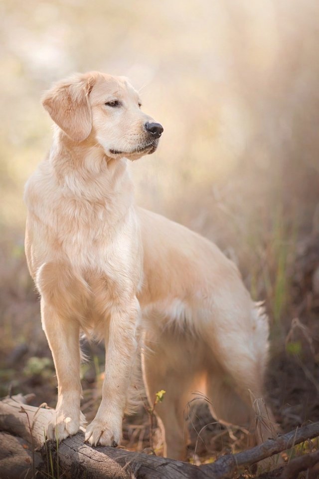 Обои ветки, собака, боке, золотистый ретривер, branches, dog, bokeh, golden retriever разрешение 1920x1200 Загрузить