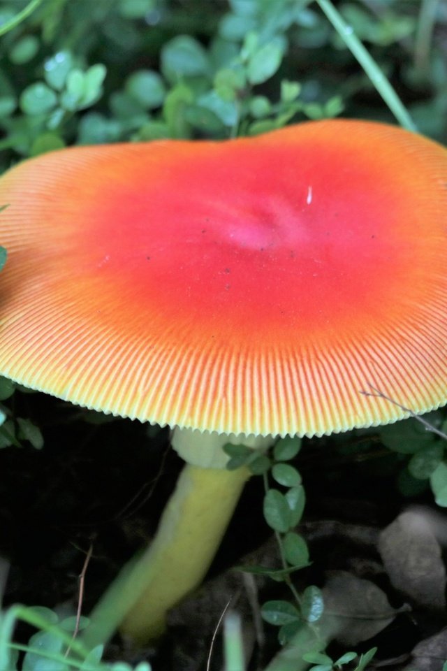 Обои природа, зелень, макро, гриб, шляпка, nature, greens, macro, mushroom, hat разрешение 1920x1280 Загрузить