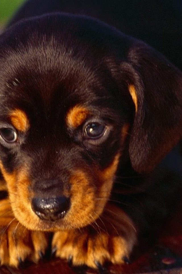 Обои мордочка, взгляд, собака, щенок, такса, muzzle, look, dog, puppy, dachshund разрешение 1920x1200 Загрузить