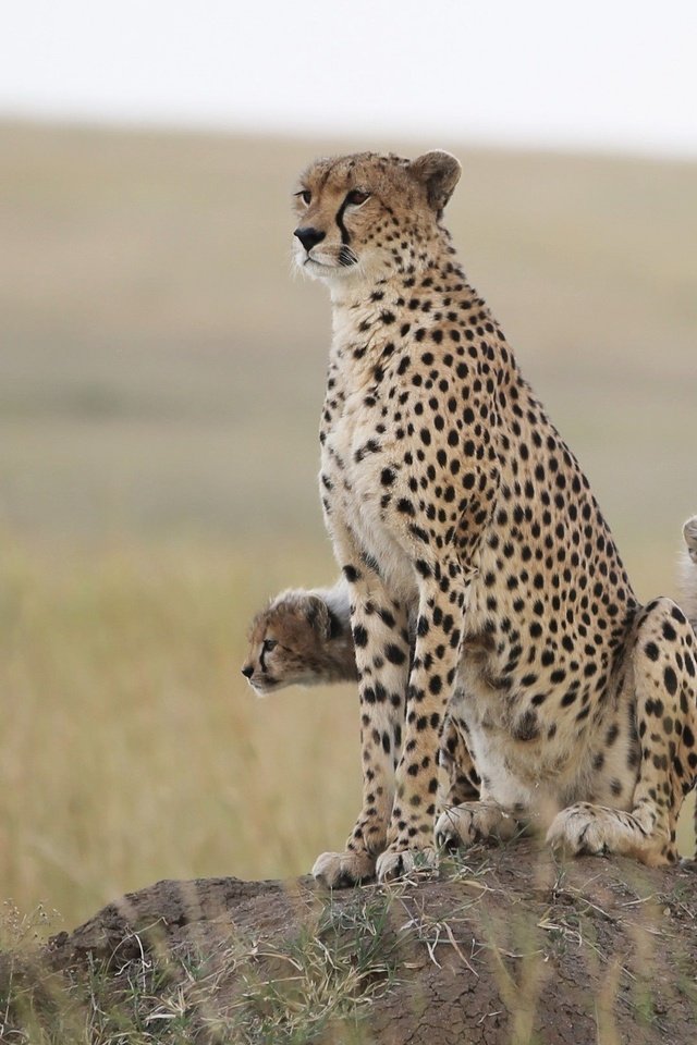 Обои природа, хищник, гепард, гепарды, детеныши, nature, predator, cheetah, cheetahs, cubs разрешение 2560x1600 Загрузить