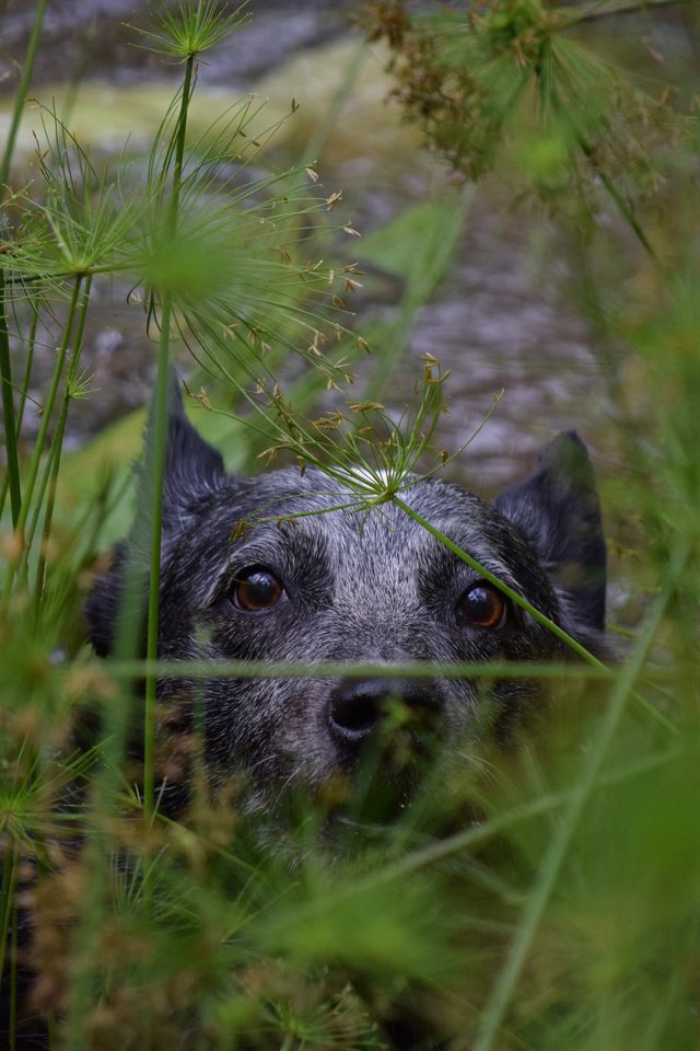 Обои морда, трава, собака, животное, австралийская пастушья, face, grass, dog, animal, australian cattle разрешение 2048x1365 Загрузить