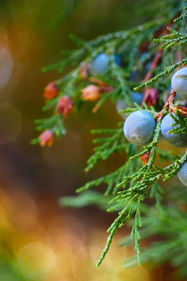 Обои макро, ветки, ягоды, плоды, можжевельник, macro, branches, berries, fruit, juniper разрешение 3840x2160 Загрузить