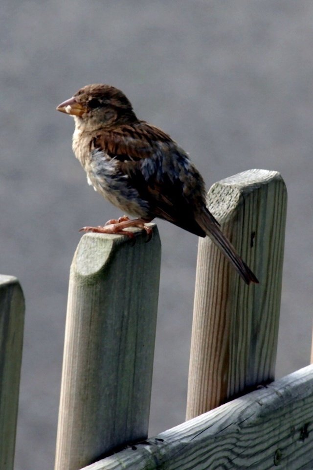 Обои природа, забор, птица, клюв, воробей, перья, nature, the fence, bird, beak, sparrow, feathers разрешение 1920x1200 Загрузить