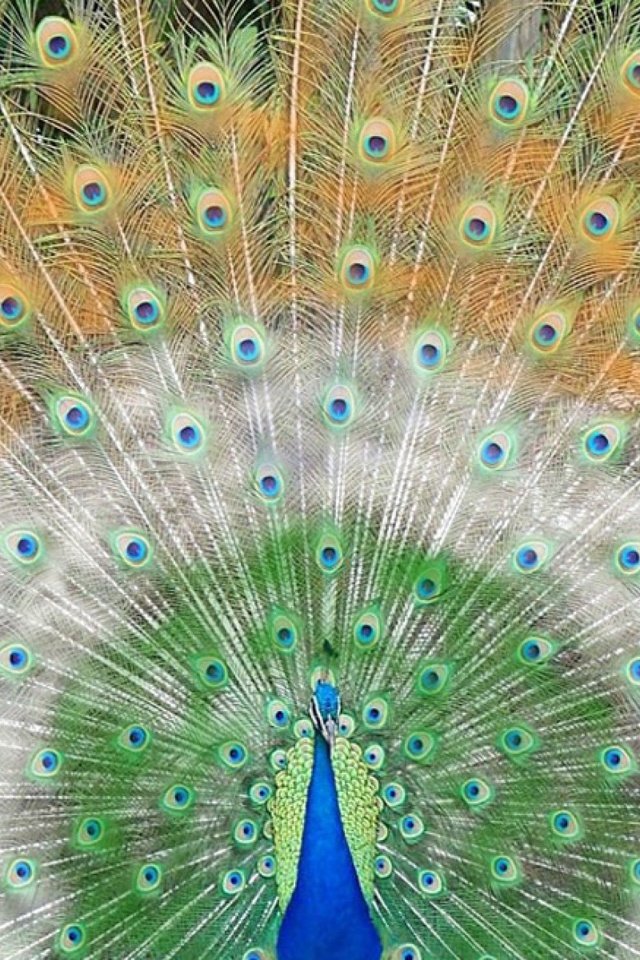 Обои птица, клюв, павлин, перья, хвост, bird, beak, peacock, feathers, tail разрешение 1920x1200 Загрузить