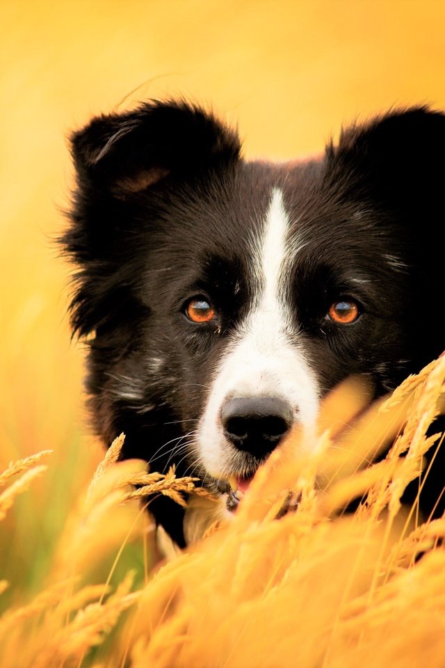 Обои глаза, трава, взгляд, собака, колоски, бордер-колли, eyes, grass, look, dog, spikelets, the border collie разрешение 3840x2160 Загрузить