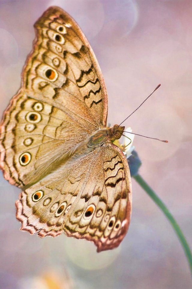 Обои насекомое, цветок, бабочка, крылья, блики, стебель, insect, flower, butterfly, wings, glare, stem разрешение 2560x1440 Загрузить