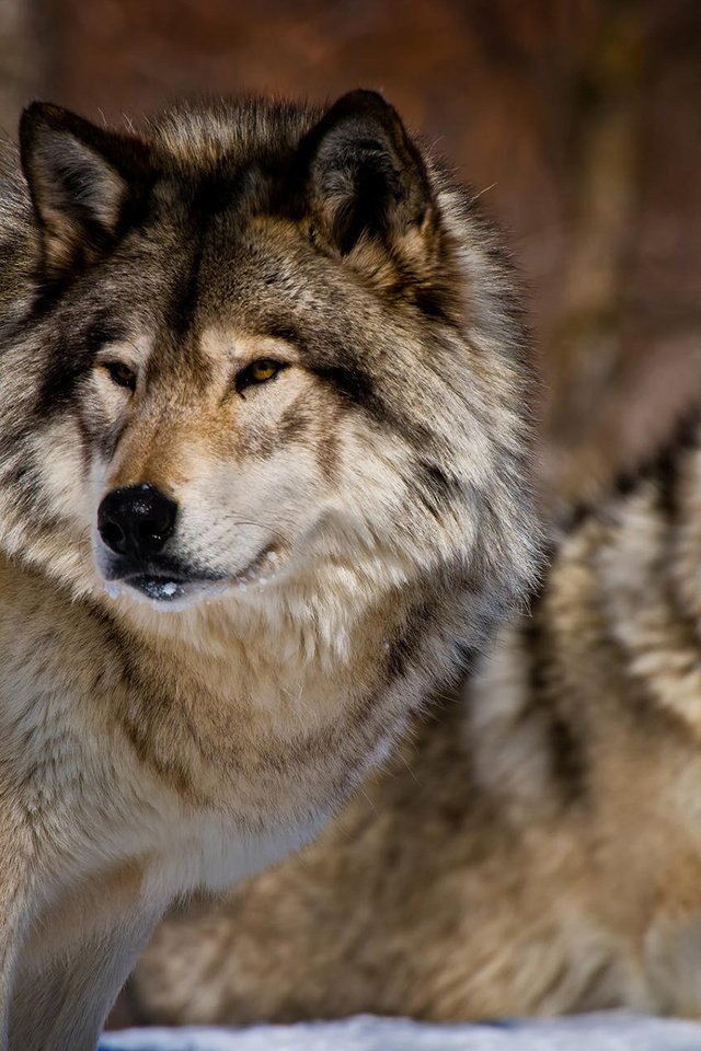 Обои морда, взгляд, хищники, волки, michael cummings, face, look, predators, wolves разрешение 1920x1200 Загрузить