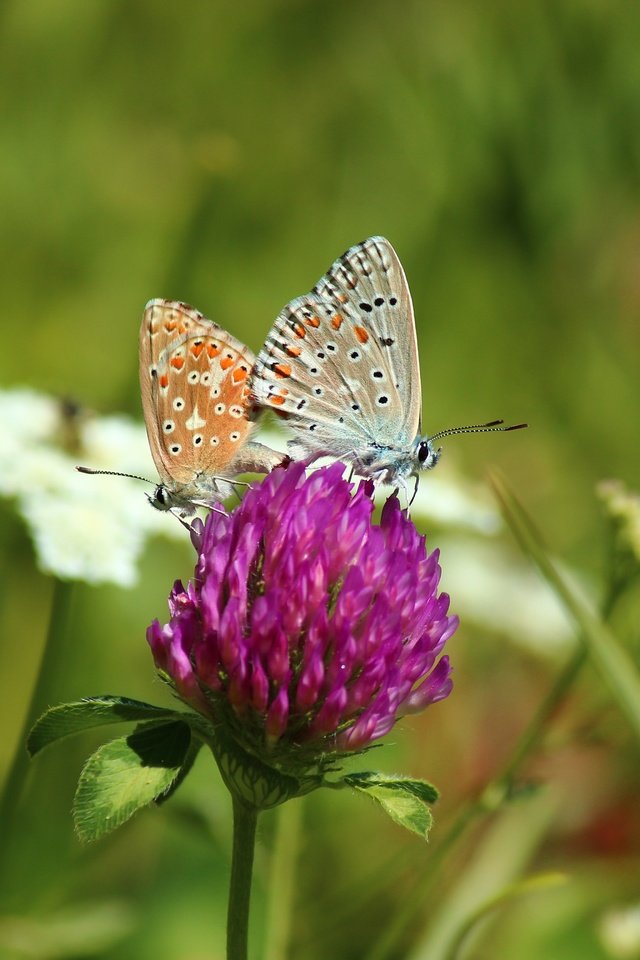 Обои цветы, клевер, насекомые, бабочки, flowers, clover, insects, butterfly разрешение 5184x3456 Загрузить