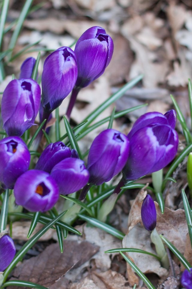 Обои цветы, весна, крокусы, шафран, сухие листья, flowers, spring, crocuses, saffron, dry leaves разрешение 4272x2848 Загрузить