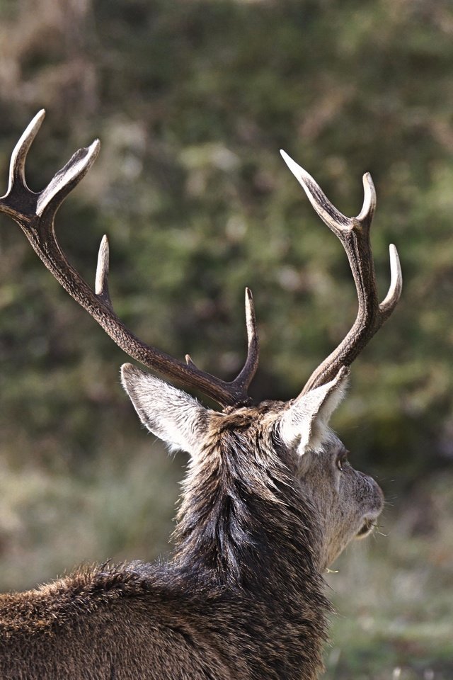 Обои природа, олень, размытость, животное, рога, nature, deer, blur, animal, horns разрешение 4912x3264 Загрузить