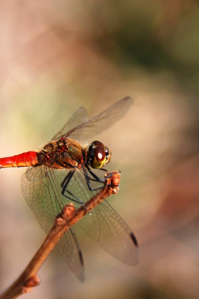 Обои макро, насекомое, крылья, размытость, стрекоза, macro, insect, wings, blur, dragonfly разрешение 3872x2592 Загрузить