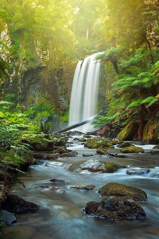 Обои река, great otway national park, hopetoun falls, природа, лес, водопад, австралия, папоротник, виктория, the otways, aire river, river, nature, forest, waterfall, australia, fern, victoria разрешение 1920x1080 Загрузить