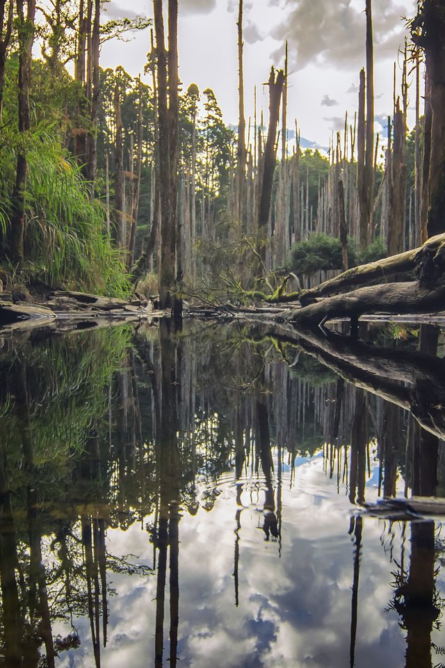 Обои деревья, река, природа, лес, отражение, стволы, бревна, roy_chang, trees, river, nature, forest, reflection, trunks, logs разрешение 2880x1800 Загрузить