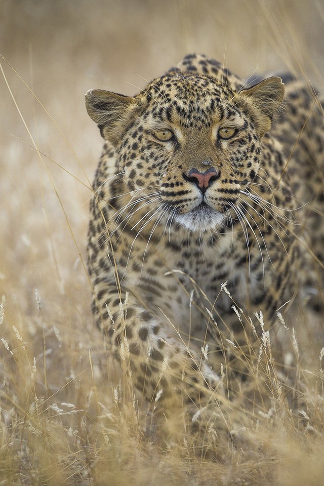 Обои хищник, большая кошка, ягуар, predator, big cat, jaguar разрешение 1920x1200 Загрузить