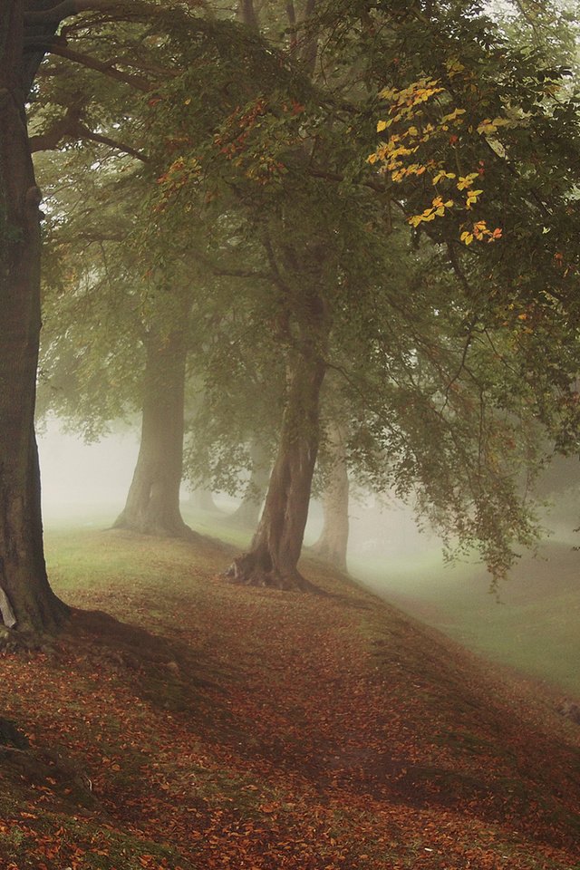 Обои деревья, осень, природа, лес, листья, парк, туман, ветки, стволы, trees, autumn, nature, forest, leaves, park, fog, branches, trunks разрешение 1920x1200 Загрузить