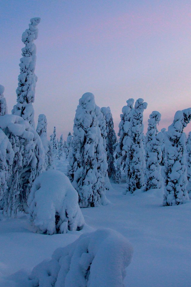 Обои деревья, снег, природа, лес, зима, trees, snow, nature, forest, winter разрешение 1920x1200 Загрузить