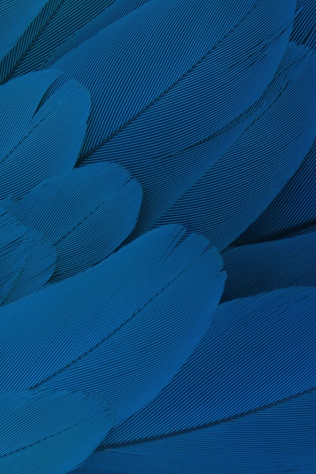 Обои перья, перо, перышки, feathers, pen разрешение 2560x1440 Загрузить