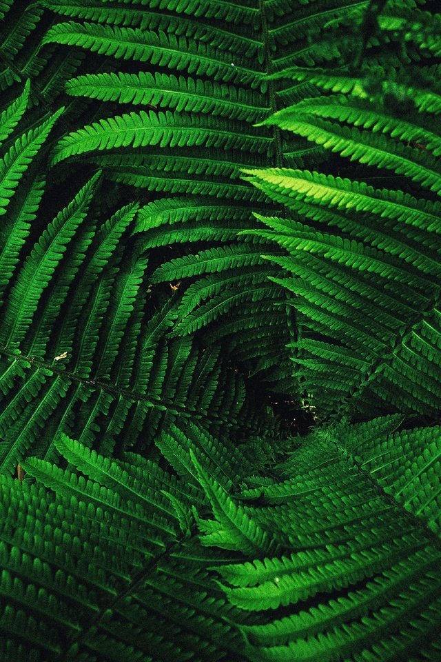 Обои листья, растение, папоротник, leaves, plant, fern разрешение 4435x2937 Загрузить