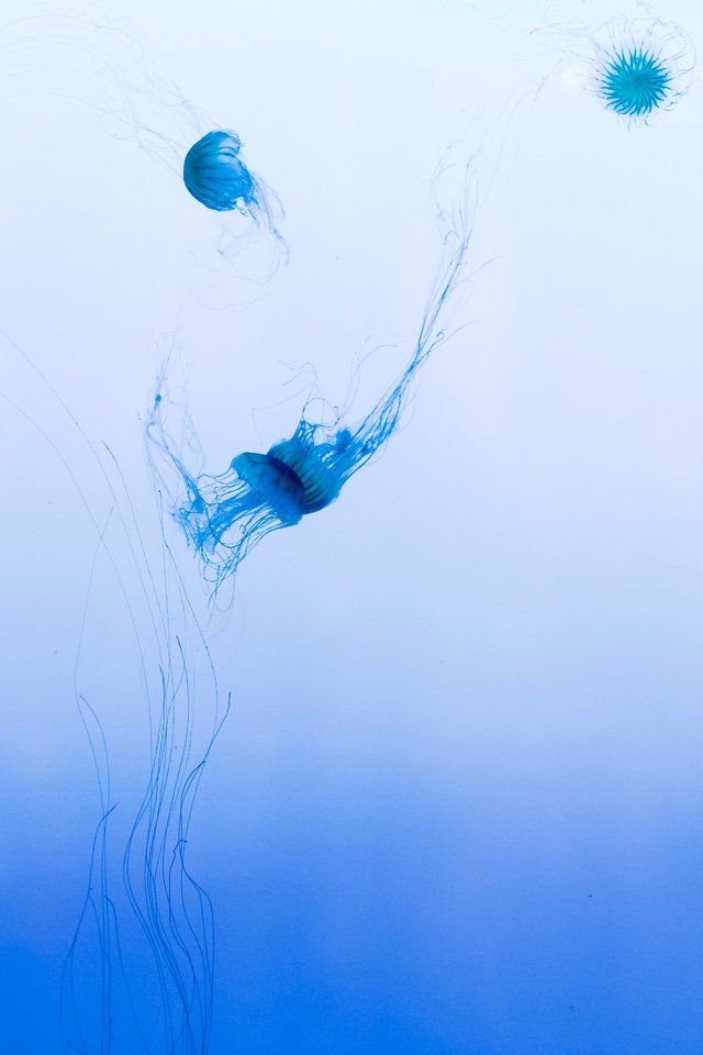 Обои медуза, медузы, подводный мир, medusa, jellyfish, underwater world разрешение 2560x1600 Загрузить