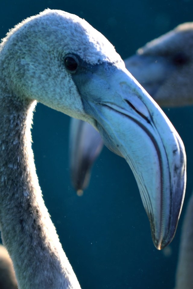 Обои фламинго, птицы, клюв, шея, крупным планом, flamingo, birds, beak, neck, closeup разрешение 5235x3490 Загрузить