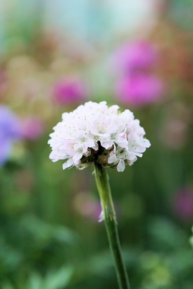 Обои цветение, растения, поле, луг, полевые цветы, flowering, plants, field, meadow, wildflowers разрешение 6000x4000 Загрузить