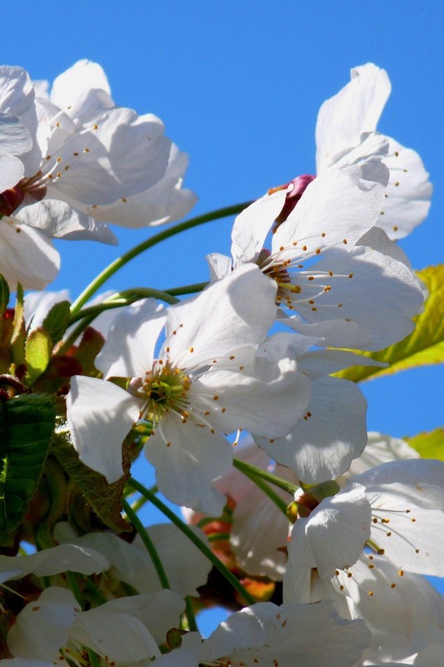 Обои небо, цветы, цветение, лепестки, весна, вишня, the sky, flowers, flowering, petals, spring, cherry разрешение 3648x2736 Загрузить