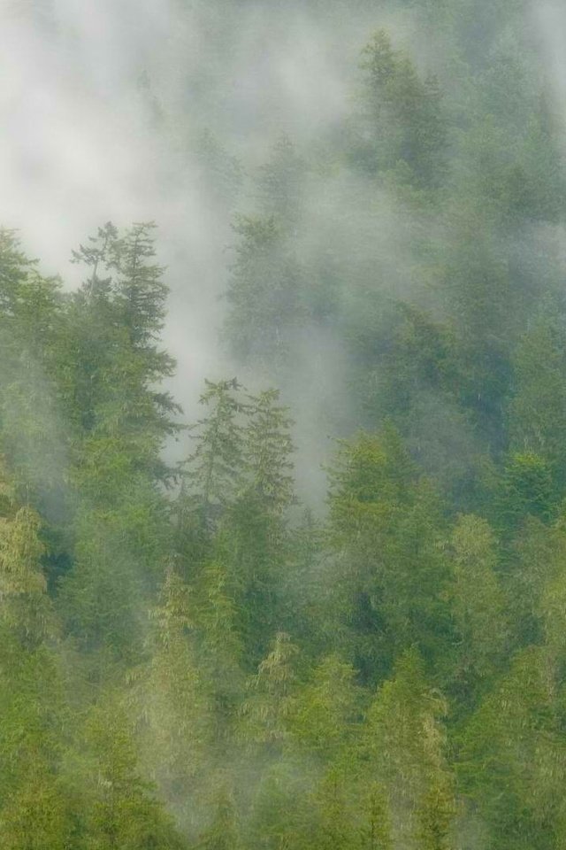 Обои деревья, лес, полет, туман, крылья, птица, белоголовый орлан, trees, forest, flight, fog, wings, bird, bald eagle разрешение 1920x1080 Загрузить