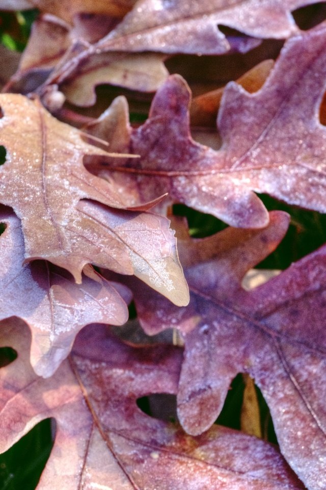 Обои природа, листья, иней, осень, дуб, осенние листья, дубовый лист, nature, leaves, frost, autumn, oak, autumn leaves разрешение 1920x1274 Загрузить