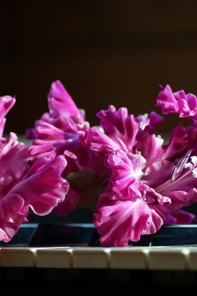 Обои цветы, розовый, пианино, клавиши, гладиолус, flowers, pink, piano, keys, gladiolus разрешение 2590x1715 Загрузить