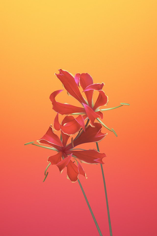 Обои цветы, лепестки, стебли, глориоза, flowers, petals, stems, gloriosa разрешение 2524x2524 Загрузить