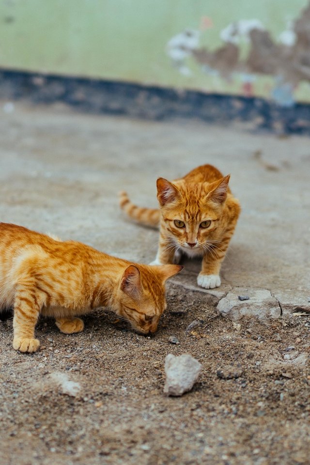 Обои улица, кошки, котята, рыжие, street, cats, kittens, red разрешение 5865x3300 Загрузить