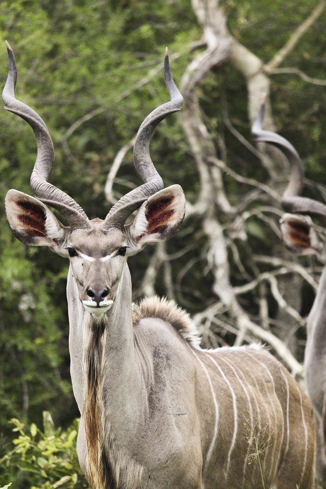 Обои природа, рога, антилопа, большой куду, куду, nature, horns, antelope, big kudu разрешение 2738x1825 Загрузить