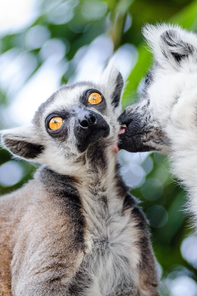 Обои пара, лемуры, боке, мадагаскар, приматы, кошачий лемур, катта, pair, lemurs, bokeh, madagascar, primates, a ring-tailed lemur, katta разрешение 4345x2878 Загрузить