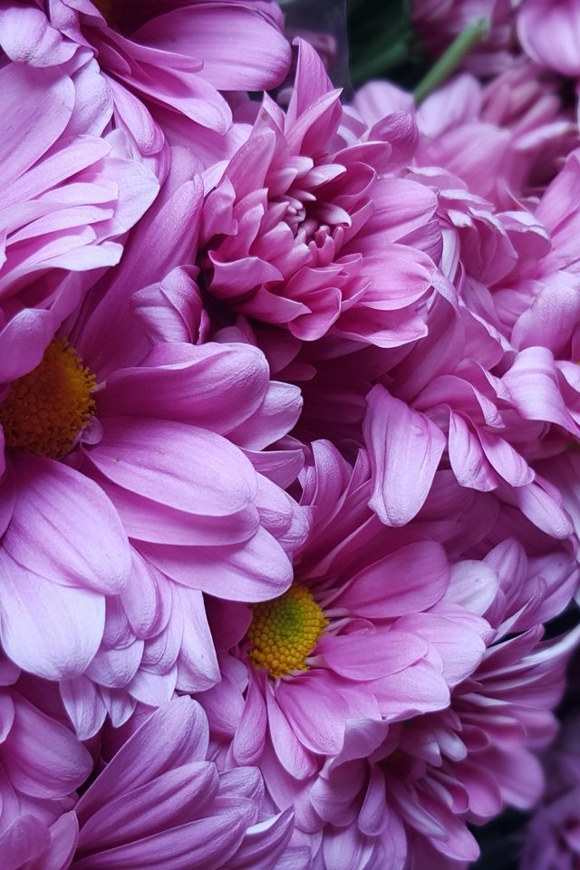 Обои цветы, лепестки, хризантемы, flowers, petals, chrysanthemum разрешение 5312x2988 Загрузить