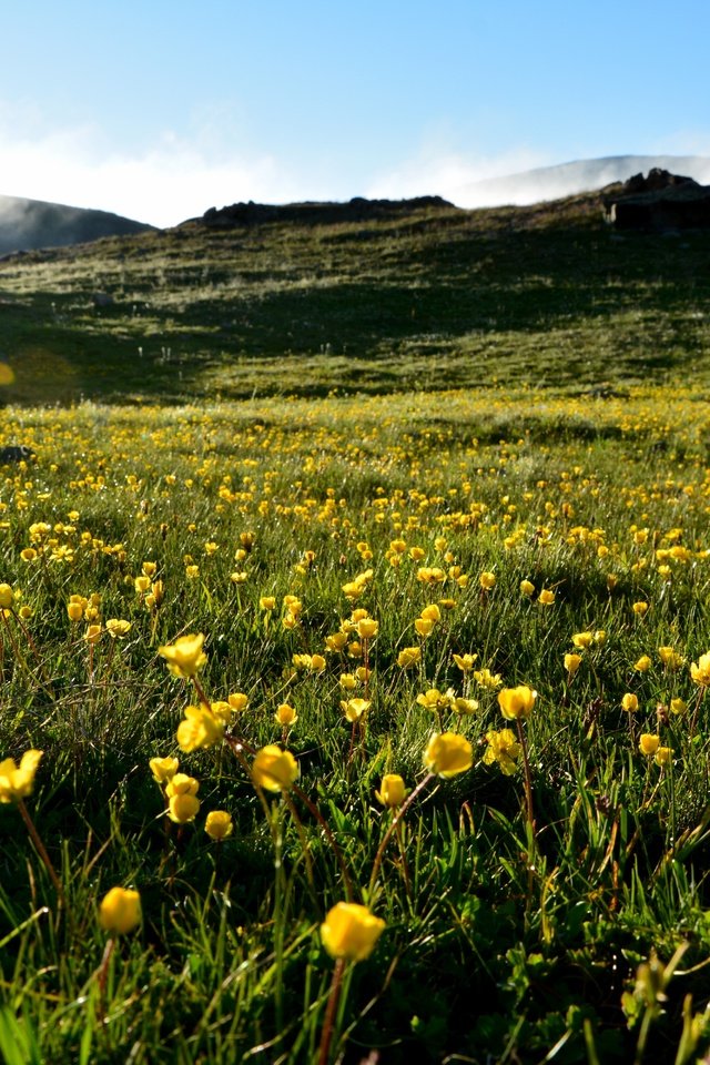 Обои небо, трава, холмы, пейзаж, лето, луг, желтые цветы, the sky, grass, hills, landscape, summer, meadow, yellow flowers разрешение 6000x4000 Загрузить