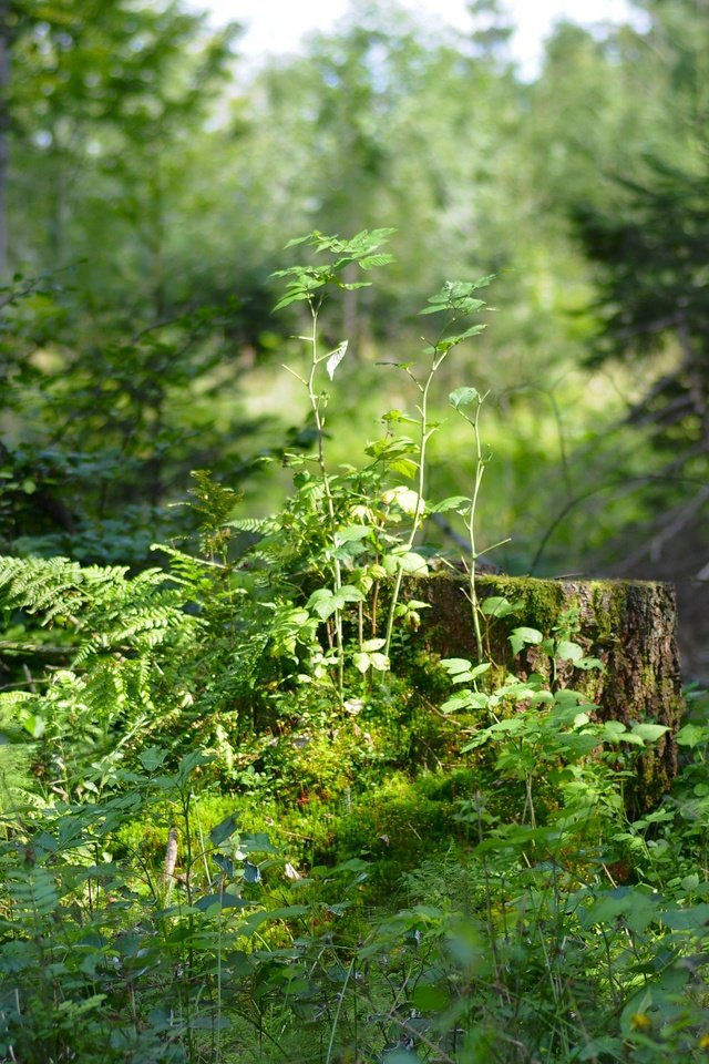 Обои трава, деревья, природа, растения, лес, пень, солнечный свет, grass, trees, nature, plants, forest, stump, sunlight разрешение 4288x2848 Загрузить