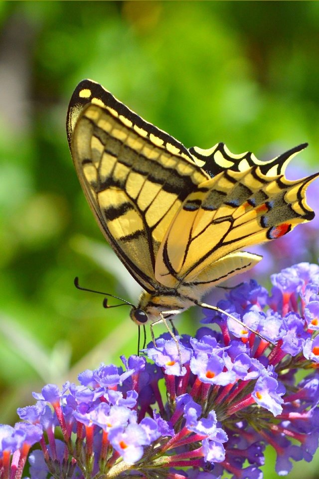 Обои цветы, насекомое, бабочка, крылья, flowers, insect, butterfly, wings разрешение 3004x1877 Загрузить